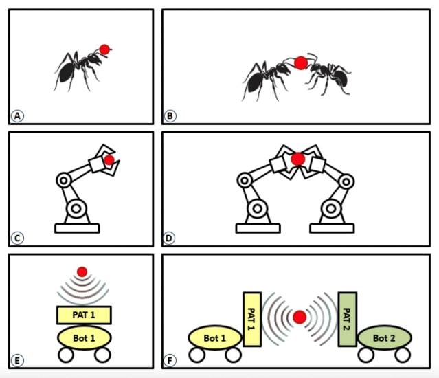 Just as ants transfer items, robots can too! Researchers have developed robots that use sound to collectively transport small items